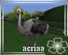 *Mye* Ostrich bg