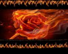 [BB] Fiery Rose