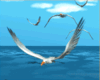 Flight of seagulls