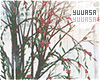 ⟢南天 Shrub