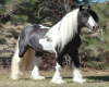 clysdale horse
