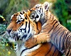 sofa avec baby tigre