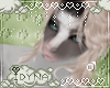 Silver Rain - Roges