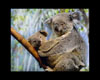 cuddle koala