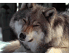 Sticker Wolf Animed