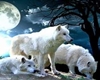 White Wolf Family Club