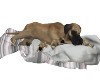 fawn great dane an pups