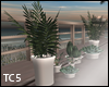 Row potted plants