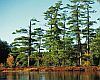 Michigan White Pines