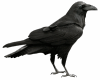 Sticker Raven