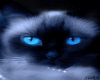 ~SE~Cateyes