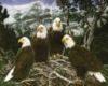 eagles 2