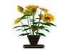 AAP-Potted Sunflowers