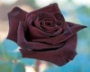 *J* dark rose frame