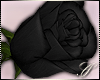 SC: Rose |Black