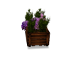 Plants Wooden Box DRV