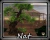 NT Country Tree