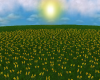 sunny sun flower field