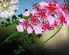 star gazer Bouquet pink