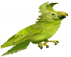 Green Cockatoo BiRd