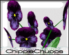 [CC] Potted Pansies