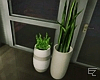 ϟ Modern Indoor Plants