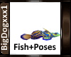 [BD] Fish+Poses