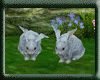 Lovely Rabbits