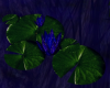 Blue Romance lily&pad