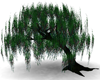 Willow Tree over star