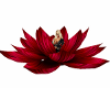 red lotus / zen pose
