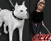 E_Dog PitBull White
