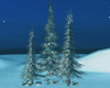 Winter. Pine Tree