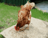 Chicken Animated