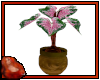 *C Pl T Caladium Green P