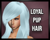 Loyal pup hair