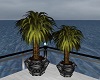 Island Potted Palms