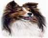 Collie