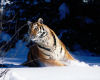 Tiger in Snow