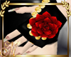Black Glove red rose