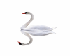 swans in love animated