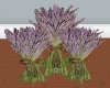 (R)lavender plants