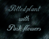 Pink flowers potted