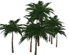 GC-palmera oasis