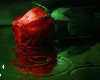 Red Rose in the Rain Ani