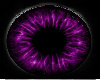 Energy Monster Purple