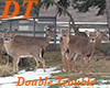 [CDT] Deer in my Yard