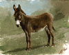 burrito, platero