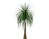 EG Ponytail Palm Tree