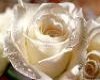 white rose portrait